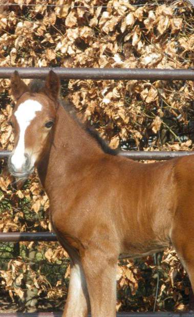 Reitponystation