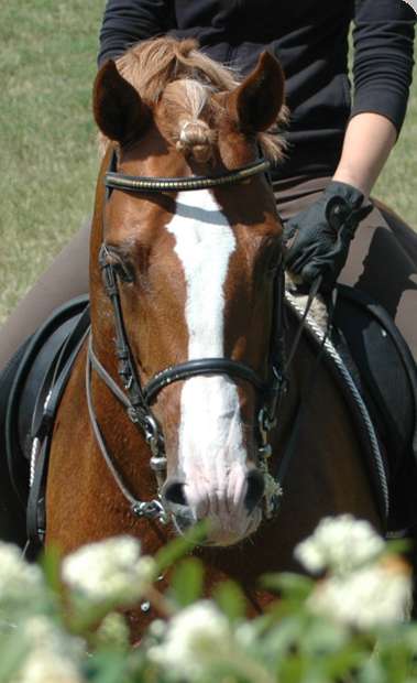 Reitponystation