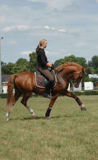 Reitponystation