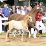 Qualifikation zum Fohlenchampionat in Filsum bei Tamme Hanken